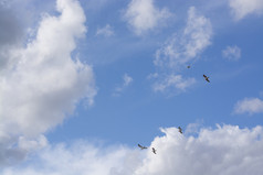 海鸥飞行开销对多云的和蓝色的天空马略卡岛西班牙海鸥飞行开销对多云的和蓝色的天空