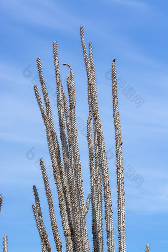 棘手的仙人掌与峰值和小水果对蓝色的天空棘手的仙人掌与峰值和小水果