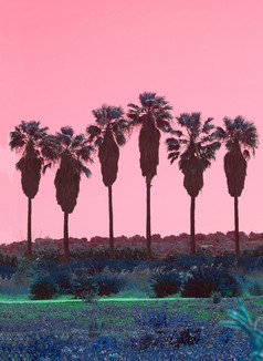 棕榈树行与高树干摘要超现实主义的粉红色的和绿色颜色计划棕榈树行摘要超现实主义的粉红色的和绿色颜色