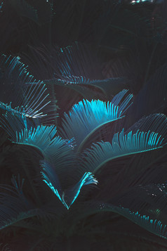 超现实主义的摘要蓝色的发光马略卡岛流行风扇棕榈chamaerops羞辱郁郁葱葱的叶子超现实主义的摘要蓝色的发光超现实主义的摘要蓝色的发光马略卡岛流行风扇棕榈