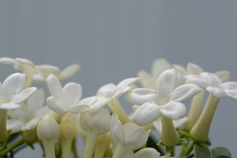 千金子藤多花植物jasminoides的名字是马达加斯加茉莉花waxflower夏威夷婚礼花新娘花环物种开花植物的家庭夹竹桃科本地的马达加斯加千金子藤多花植物jasminoides马达加斯加茉莉花