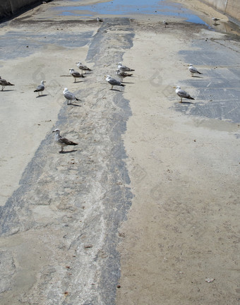 干混凝土排<strong>水运</strong>河与鸟和地中海海马略卡岛西班牙干混凝土排<strong>水运</strong>河鸟