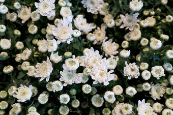 白色菊花花的花园