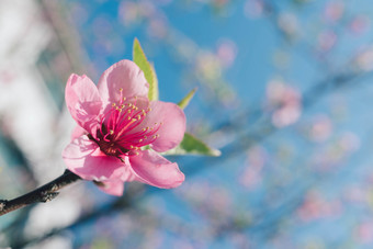 盛开的粉红色的桃子开花与模糊背景