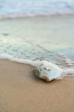 海鱼沙子海滩与飞溅