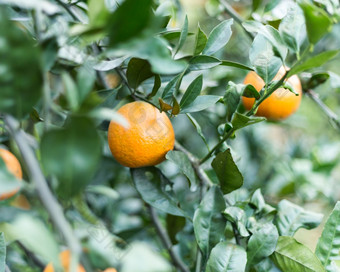 橙子树橙色农场