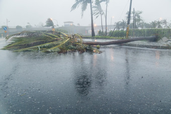 被连根拔起树阻塞路在台风