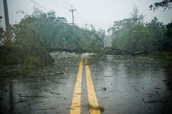 被连根拔起树阻塞路在台风