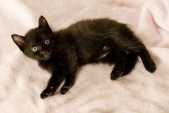 黑色的小猫沙发上与粉红色的毯子