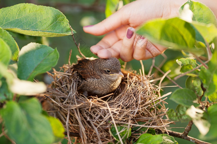 人类手触碰婴儿鸟坐着的巢绿色叶子周围的巢关闭