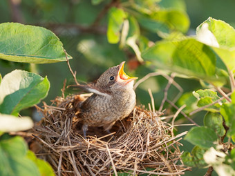 饿了和被<strong>遗弃</strong>的<strong>婴儿</strong>鸟等待为它的妈妈。的巢常见的白喉莺西尔维娅Communis