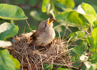 饿了和被遗弃的婴儿鸟等待为它的妈妈。的巢常见的白喉莺西尔维娅Communis