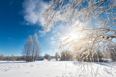 冰雪覆盖树的闪闪发光的阳光美妙的冬天一天