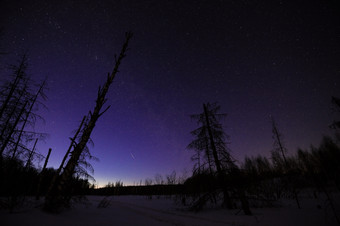 冬天晚上景观与森林和死树下布满星星的天空