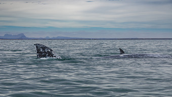 灰色的鲸鱼eschrichtius鲁布斯浮出水面三伊格纳西奥环礁湖的海科尔特斯低加州