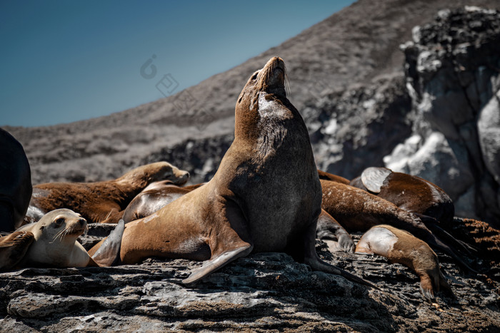 加州海狮子扎洛普胡斯加利福尼亚人日光浴的岩石岛coronado低加州海湾加州