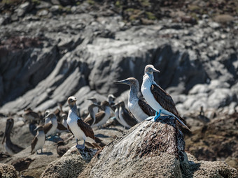 鲣鸟的岩石岛coronado低加州海湾加州