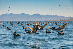 群棕色（的）鹈鹕喂养低加州海湾加州墨西哥