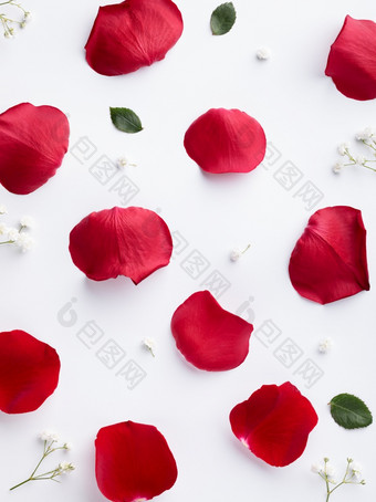 <strong>对比背景</strong>与红色的玫瑰花瓣白色平躺