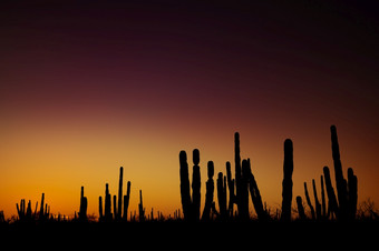 日出墨西哥<strong>沙漠</strong>与轮廓<strong>仙人掌</strong>和美美的对生动的梯度天空附近洛雷托低加州墨西哥