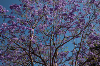蓝花楹树盛开的与紫色的在明亮的蓝色的天空墨西哥城市