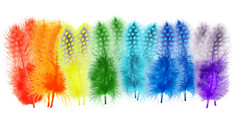 几内亚家禽羽毛是画明亮的颜色彩虹孤立的白色背景拼贴画