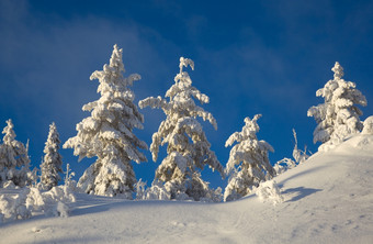 冬天景观的森林雪山