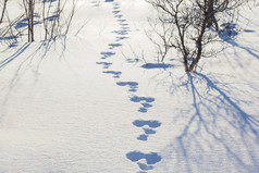 毛跟踪的雪森林快乐冬天景观