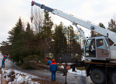 救援工人删除的树砍伐飓风使用起重机