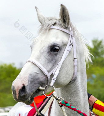 皮亚季戈尔斯克俄罗斯五月灰色种马钻石赢家比赛的胜利奖hippodrome皮亚季戈尔斯克