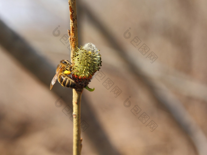 蜜蜂坐树