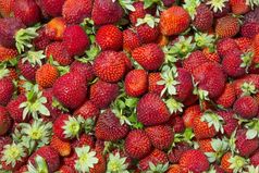 背景美丽的和多汁的草莓与绿色叶子背景美丽的和多汁的草莓与绿色叶子
