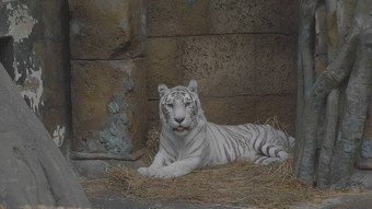 老虎白化谎言白色黑龙江罕见的物种老虎白化谎言白色黑龙江罕见的物种
