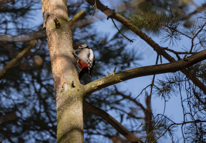 伟大的发现了啄木鸟看为食物树伟大的发现了啄木鸟看为食物树
