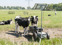 牛喝与太阳能源面板为加热