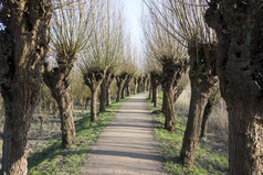走路径荷兰自然与柳树的一边