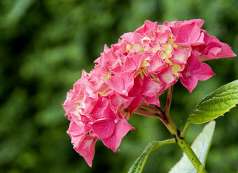 花粉红色的绣球花绣球花花园