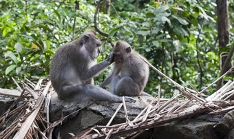 野生<strong>猴子</strong>短尾猿<strong>猴子</strong>森林乌布巴厘岛
