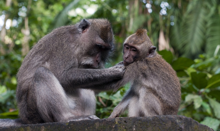 猴子猴子森林乌杜斯印尼图片