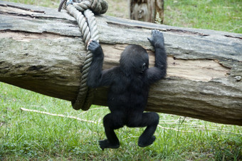 年轻的婴儿大猩猩玩攀<strong>爬树</strong>