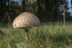 巨大的阳伞蘑菇伞Macrolepiota过程