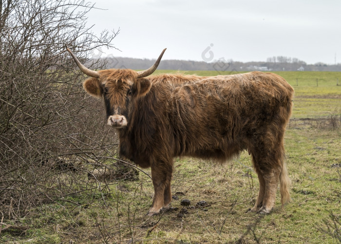 老哺乳动物加洛韦牛与角荷兰自然