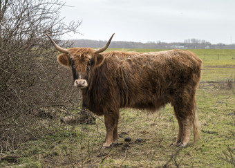 老哺乳动物加洛韦牛与角荷兰自然
