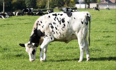 黑色的而且白色牛放牧的绿色草农场比利时