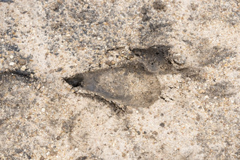 足迹黑斑羚的沙子非洲