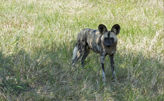 非洲野生狗站而且盯着野生生活safari公园非洲
