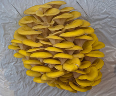 黄色的垂直培养可吃的蘑菇