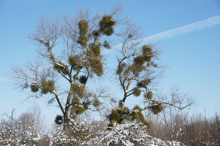 鸟巢的冬天森林图片