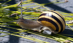 Cepaea霍滕西斯小蜗牛绿色草