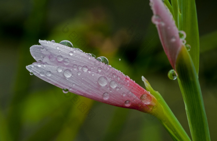 水滴粉红色的百合花